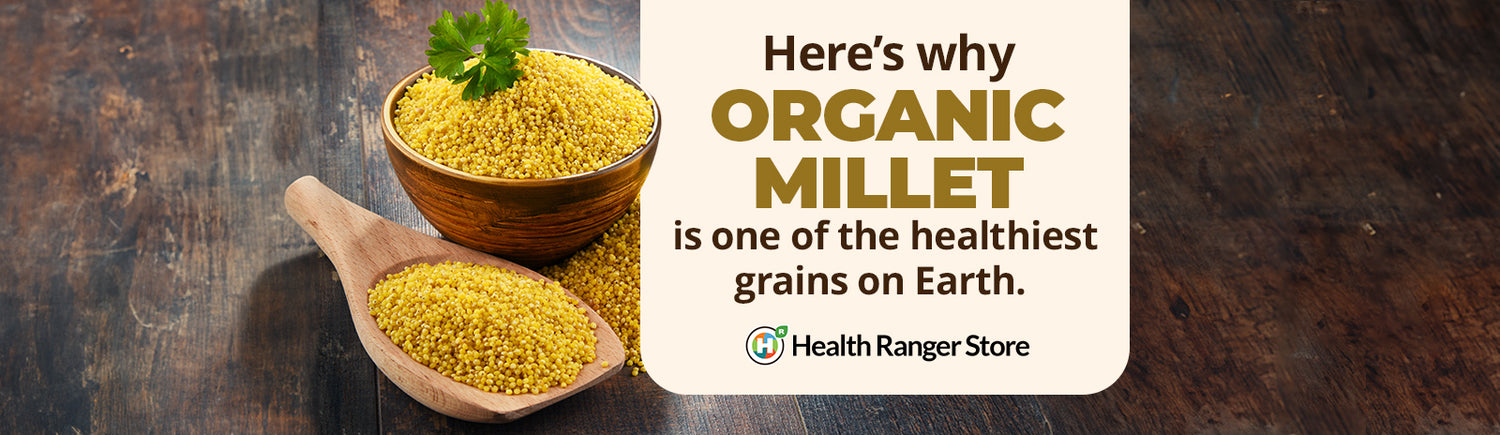 Here’s why Organic Millet is one of the healthiest grains on Earth