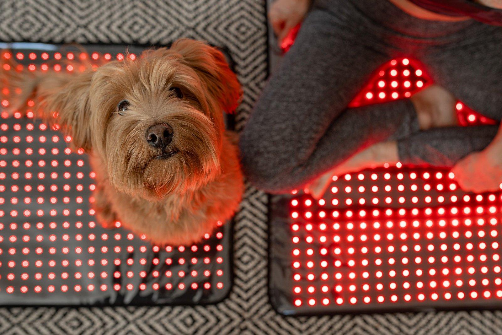 MitoPETS Pad | Red Light Therapy Designed Specifically for Pets