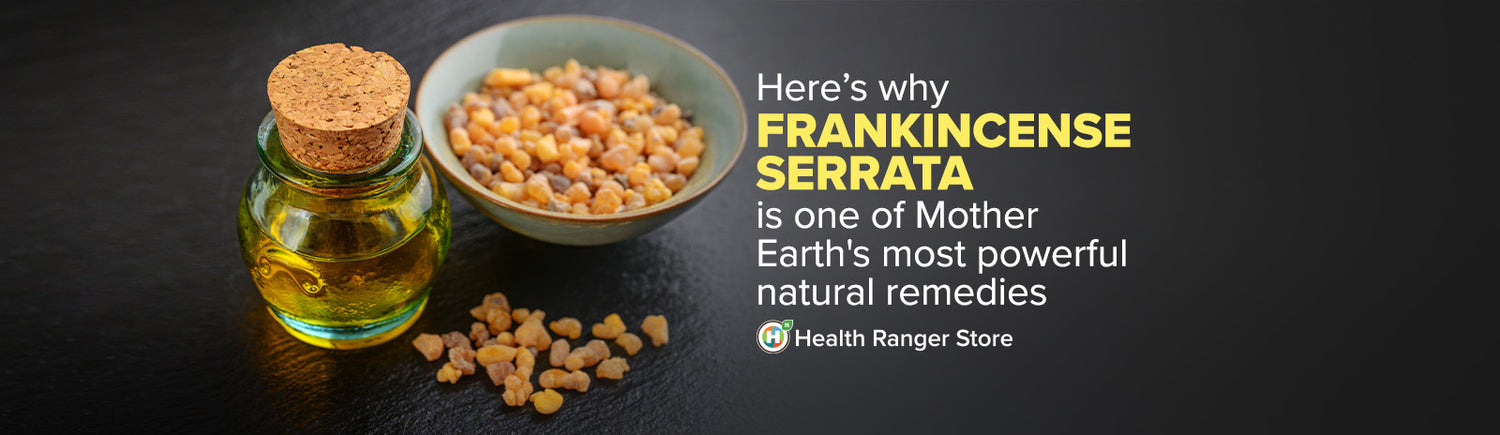 Here’s why Frankincense Serrata is one of Mother Earth’s most powerful natural remedies