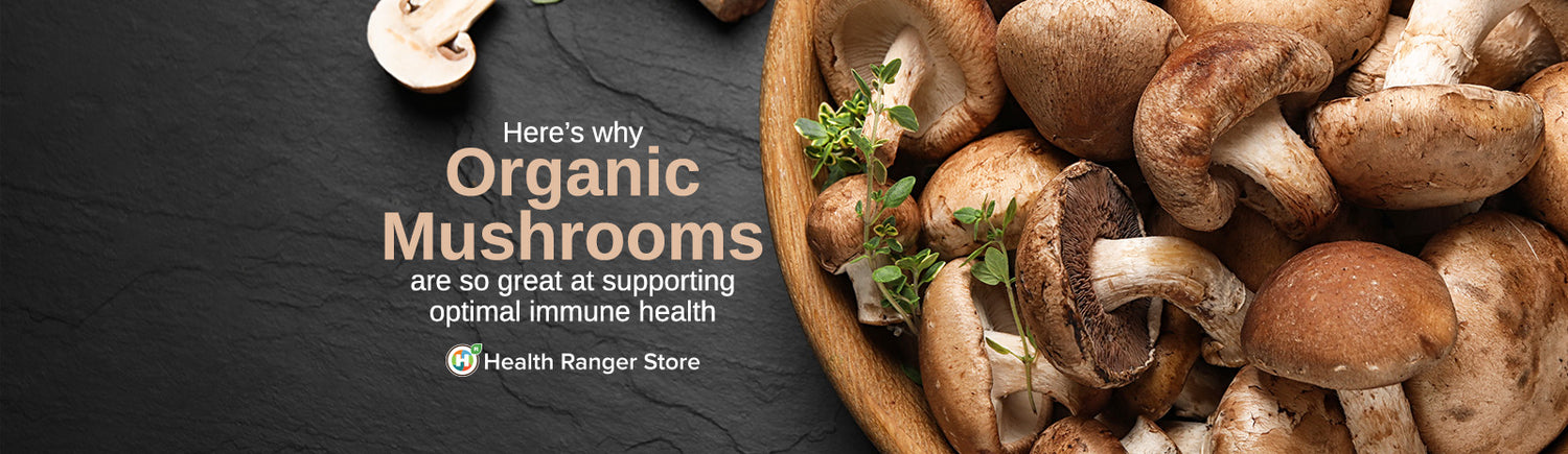 Here’s why Organic Mushrooms are so great at supporting optimal immune health