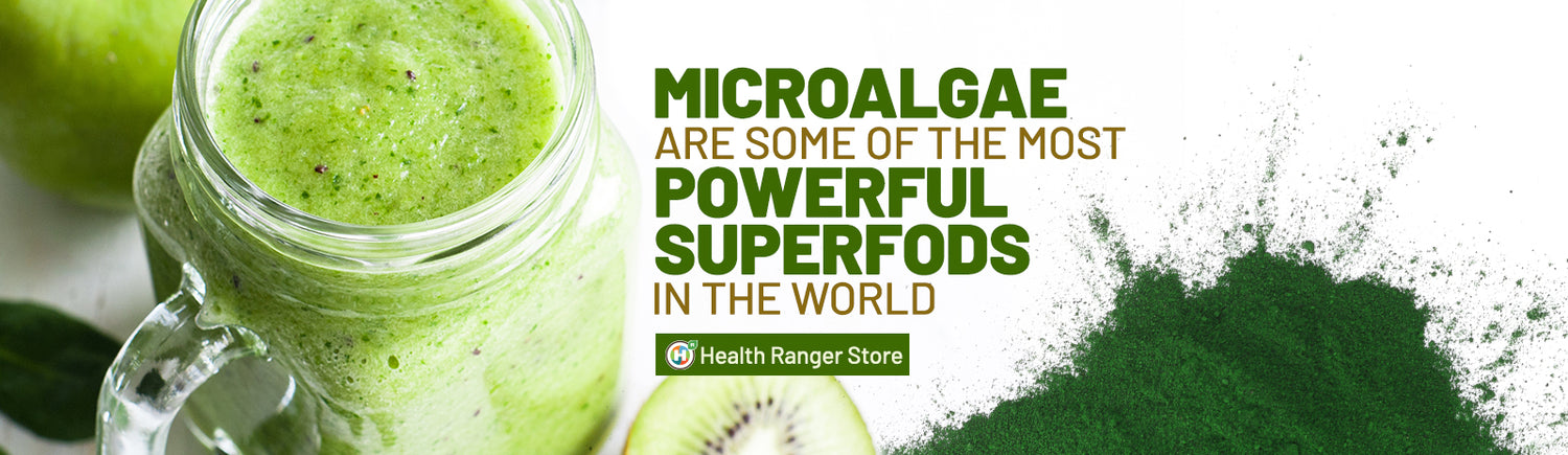 Why microalgae are some of the most POWERFUL superfoods in the world