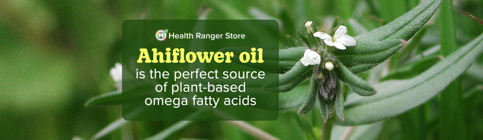 Everything you need to know about Ahiflower – the perfect source of plant-based omega fatty acids