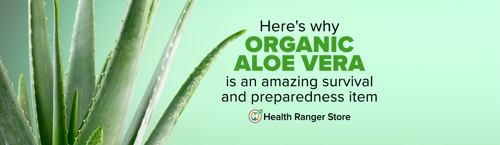 Here’s why Organic Aloe Vera is an amazing survival and preparedness item