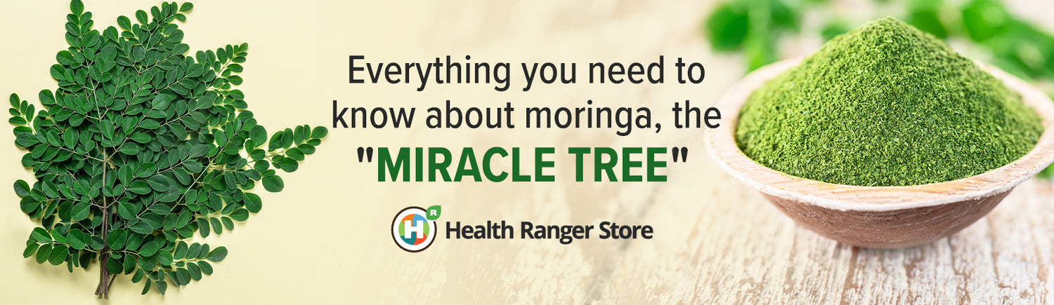 Everything you need to know about moringa, the "Miracle Tree"