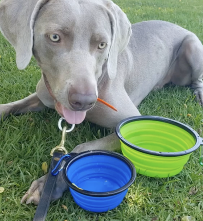 2 Pak XL 34oz Collapsible Travel Bowls for Larger Pets