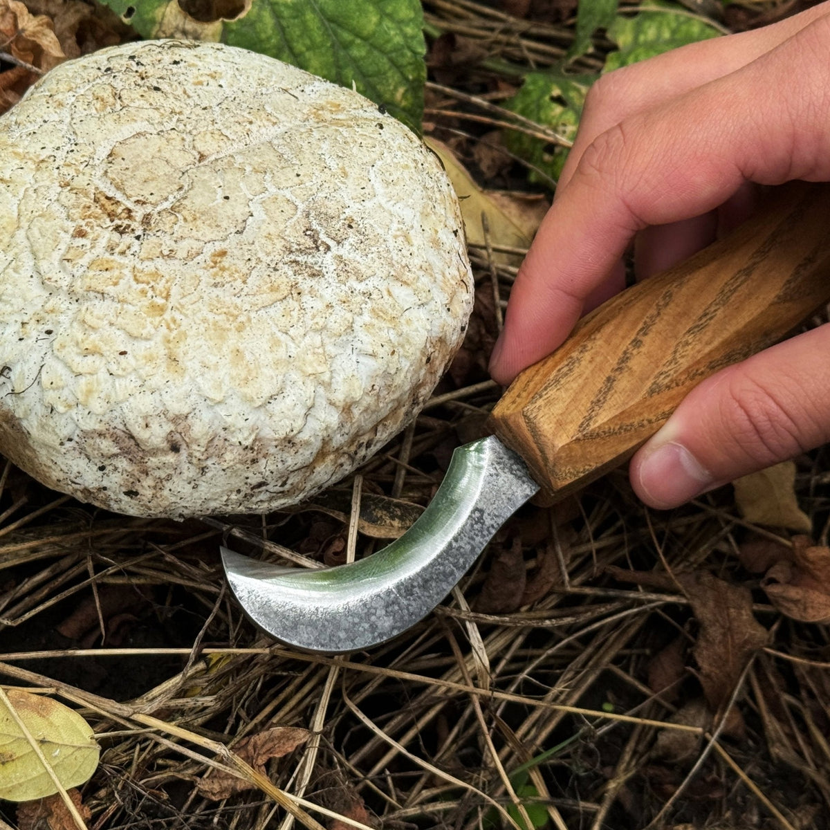 Forged Mushroom Knife with Brush, 6.5 cm (2.56 inches)