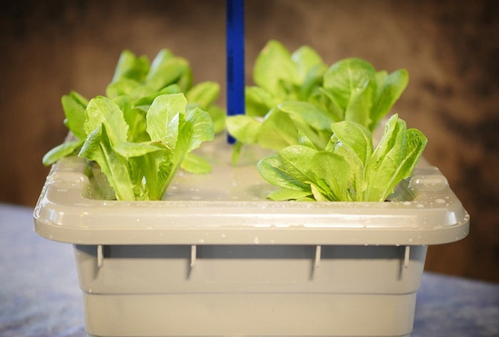 Food Rising Mini-Farm Grow Box 2.0 (Lettuce Starter Kit with 9-hole Lid) (Ship within 2-6 business days)